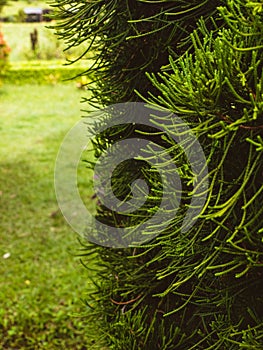 fresh growing pine trees on my backyard photo